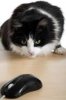 mouse.jpg