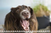 Happy.png