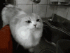ceb58b2ee20ed97f42ce4b9fd918d1ae0569abd5afe3100f621cbdb12d156074_1.gif