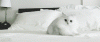 cat.gif