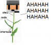 laughing stalk.png