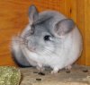 Chinchilla-Soelvmarmorert.jpeg