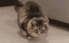 tumblr_n37wszgCSg1r33ieuo1_400.gif