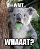 wait, WHAAAT.jpg