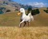 Hybrid-animals-4.jpg