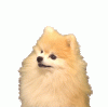 tumblr_mwoov0yacR1sl7znio1_500.gif