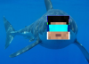 sharkhai.png