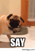 say-that-to-my-face-19958.gif