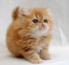 Kitty'.png