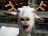 goatler.png