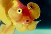 goldfish.jpg