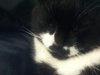 cat 005.JPG