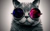 Cool-Cat-HD-Wallpapers-Widescreen.jpg