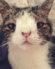 cat2.jpg