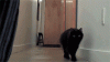 136d89cfc9317901eab59d36badc23d463a809fe9718d3aebff54a90b6c044bb_1.gif