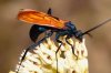tarantula hawk wasp tarantula hawk wasp tarantula hawk wasp tarantula ___.jpg