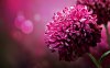 Purple Chrysanthemum.jpg