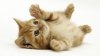 1562-cute-little-cat[1].jpg