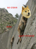 doge.png
