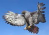 red tailed Hawk.jpg