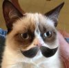 Cat.jpg