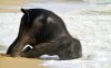 cute-baby-elephant-1.jpg