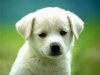 animal_101[1].jpg