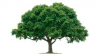 tree.png