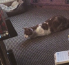 Lindsay's goddamned slug-cat.png