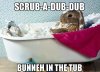 scrubadubdub-bunneh-in.jpg