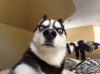 funny-dogs-ever-4.jpg