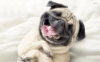 Smiling pug.png