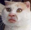 pretyty much.PNG