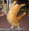 funny-happy-cat-friday.jpg