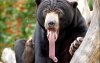 funny-animals-making-funny-faces-002.jpg