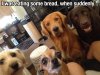 funny_animal_pictures_2.jpg