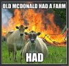 animal-memes-4371.jpg