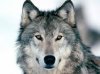 upload_2015-4-21_12-58-24.jpeg