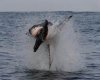 Great White Shark Photos Breaching.jpg