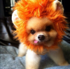 Rawr.png