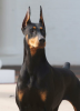 Screenshot_2015-06-09-07-16-34-1.png