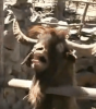 argue-with-ibex.png