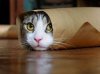 Burrito.jpg
