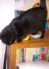 ^190FEC2AF43C937531EDB582DE32D8F07F7A9BCF8F03C92DC6^pimgpsh_thumbnail_win_distr.jpg