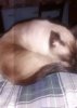 ^C8B99FB022F10532C74294DB985A4C84A381E9CC0A9ED95F97^pimgpsh_thumbnail_win_distr.jpg