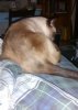 ^9D692297A068CA30DC3A54C40D06C3110D65FA338453D434F8^pimgpsh_thumbnail_win_distr.jpg