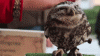tumblr_mninpvptMy1ryaiojo3_250.gif