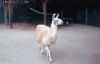 fabulous-llama-gif.gif
