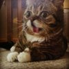The-derp-is-strong-with-this-cat.jpg