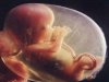 fetus_1396774878_540x540.jpg